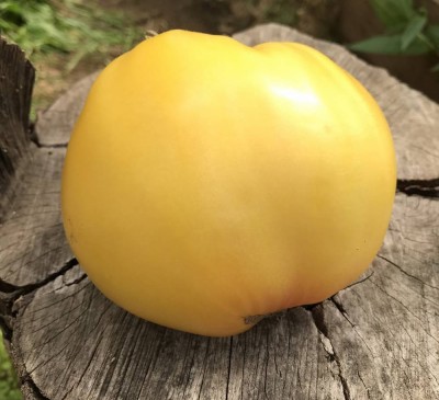 Tomato  White Vishnya